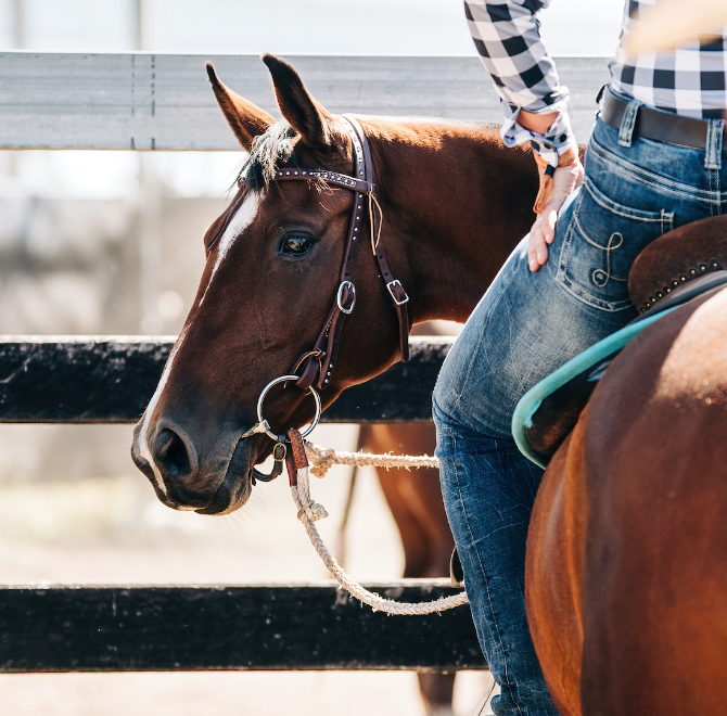 Horse Health