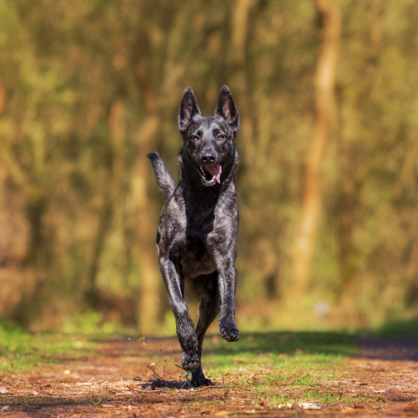 Hair Test Canine